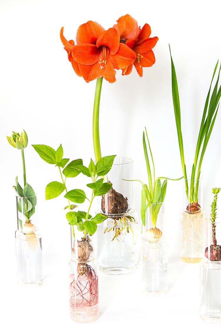 Amaryllisglas Radix gross - 0