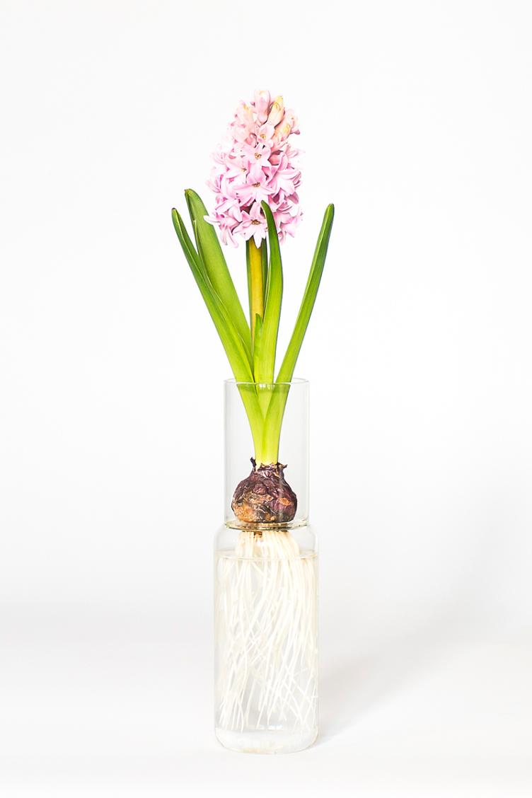 Hyazinthenglas Radix klein - 0